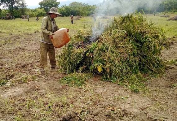 Tìm hiểu các biện pháp phòng ngừa sâu bệnh hại cây trồng hiệu quả 