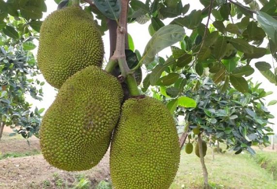 2 loại sâu bệnh hại trên mít thái phổ biến và cách điều trị