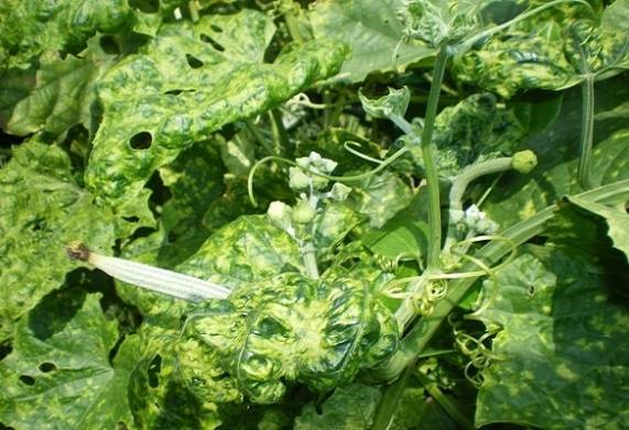 Cách điều trị một số loại sâu hại bầu bí phổ biến 