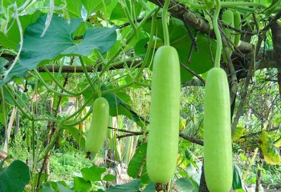 Cách phòng ngừa một số loại sâu hại bầu bí phổ biến hiệu quả