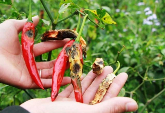 Các loại sâu hại ớt phổ biến và cách điều trị hiệu quả