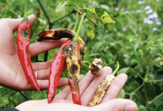 Các loại sâu hại ớt phổ biến mà bạn nên biết và cách phòng trừ hiệu quả 
