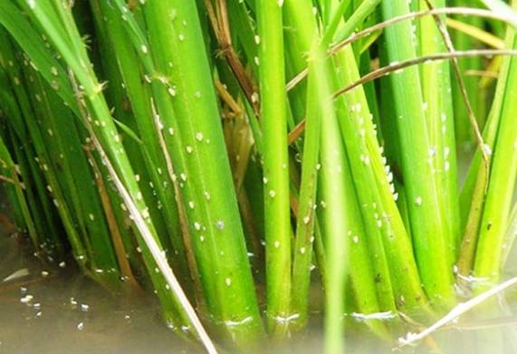 2 loại sâu lúa phổ biến và cách điều trị 