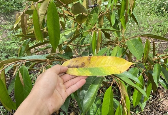 Sầu riêng mới trồng bị rụng lá: nguyên nhân và cách khắc phục
