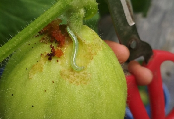 Biện pháp tổng hợp phòng trừ sâu xanh da láng gây hại cây trồng