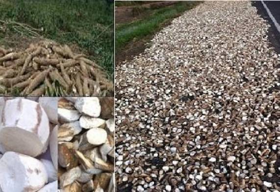 Cơ hội xuất khẩu số lượng lớn mặt hàng sắn lát đến thị trường Trung Quốc