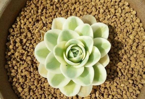 Sử dụng đất Akadama để trồng sen đá