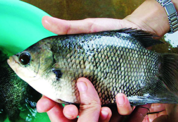 Bệnh sùi bọt cua ở cá tai tượng - Nguyên nhân bệnh, triệu chứng và cách điều trị hiệu quả