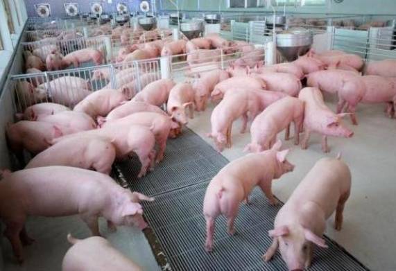 Mô hình xây dựng chuồng trại chăn nuôi lợn