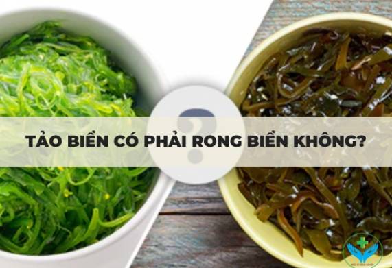 Tảo biển có phải rong biển không?