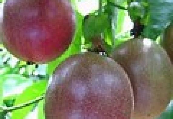 Cơ hội trở thành nhà cung cấp cho đơn hàng xuất khẩu chanh leo sang thị trường Nga