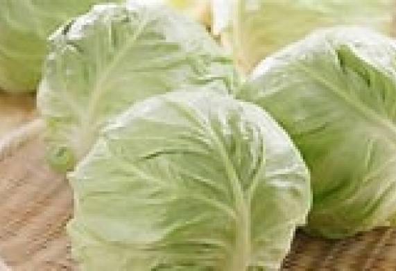 Cơ hội giao thương – Đơn hàng thường xuyên - Cơ hội xuất khẩu cải bắp sang thị trường Malaysia