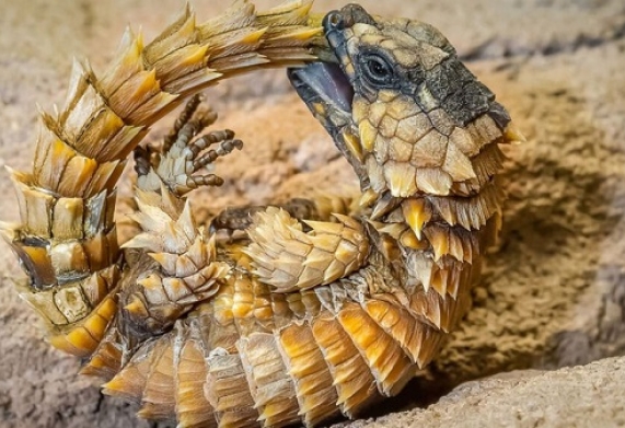 Thằn lằn armadillo: nguồn gốc, đặc điểm hình dáng