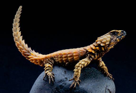 Nguồn gốc, đặc điểm hình dáng, tính cách thú vị của giống thằn lằn armadillo