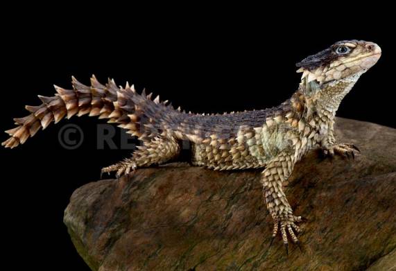 Thằn lằn armadillo giá bao nhiêu? Các loại thằn lằn armadillo phổ biến 