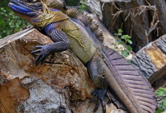  Nguồn gốc và đặc điểm thằn lằn Chaien Sailfin Dragon