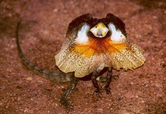 Nguồn gốc về thằn lằn cánh buồm cổ bướm Frilled Lizard