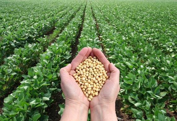 Các thời vụ gieo trồng đậu tương thích hợp trong năm 