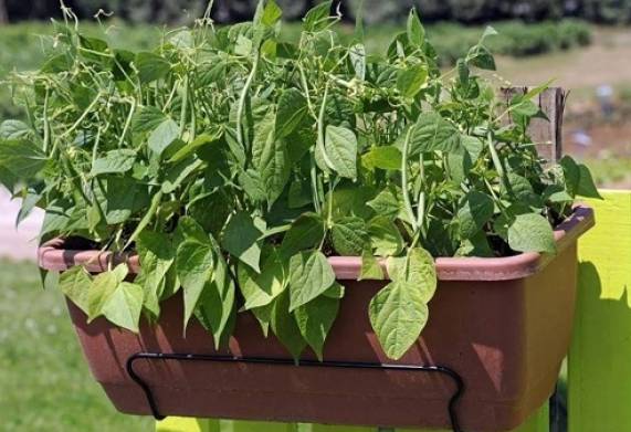 Thời vụ trồng đậu cô ve lùn và kỹ thuật trồng cho năng suất cao