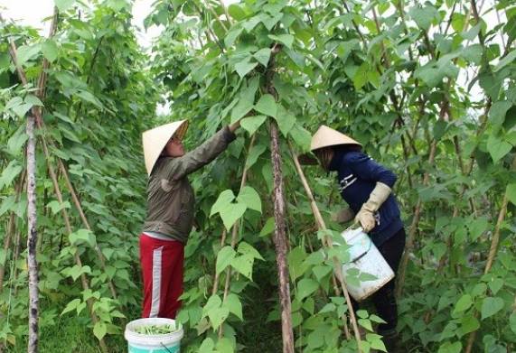 Thời vụ trồng đậu cô ve ở miền Bắc thích hợp nhất
