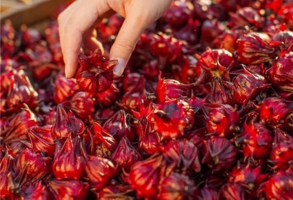 Cây bụp giấm hay còn được gọi là cây atiso đỏ