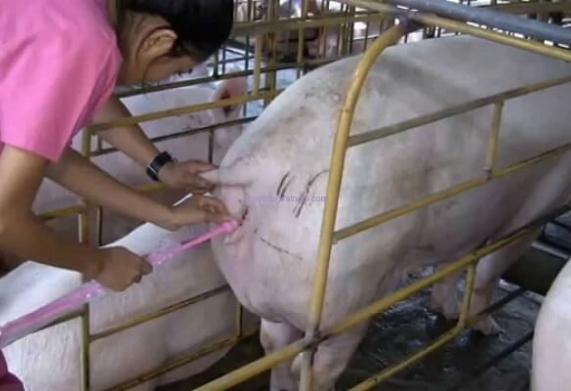 Kỹ thuật thụ tinh nhân tạo ở heo nái - mang lại hiệu quả cao