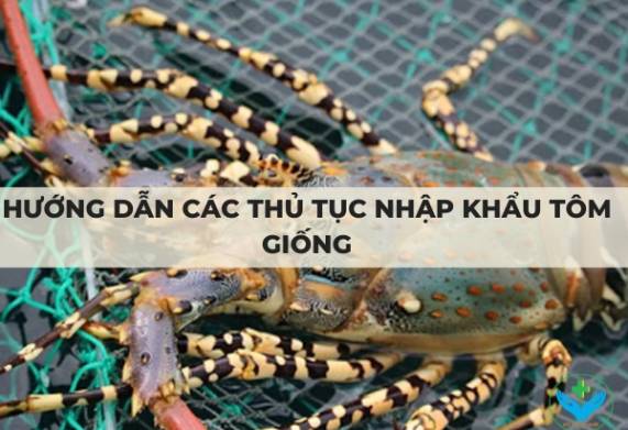 Hướng dẫn các thủ tục nhập khẩu tôm giống