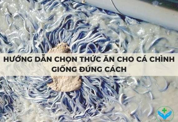 Hướng dẫn chọn thức ăn cho cá chình giống đúng cách