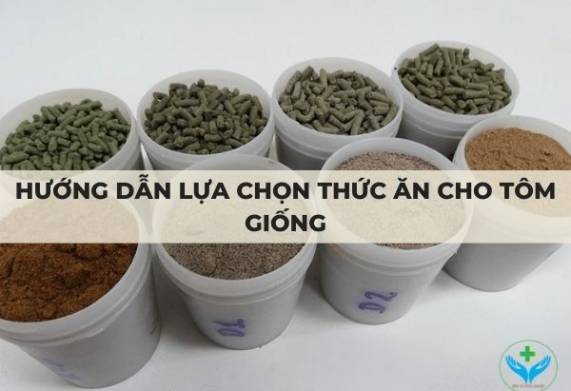 Hướng dẫn lựa chọn thức ăn cho tôm giống