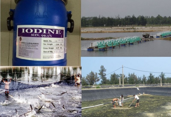 Thuốc bảo vệ thực vật - Iodine trong thủy sản, thành phần, công dụng và cách sử dụng