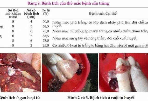 Thuốc ngừa cầu trùng cho thỏ được bà con tin tưởng sử dụng