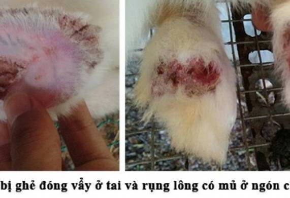 Thuốc xịt trị ghẻ cho thỏ có hiệu quả hiện nay