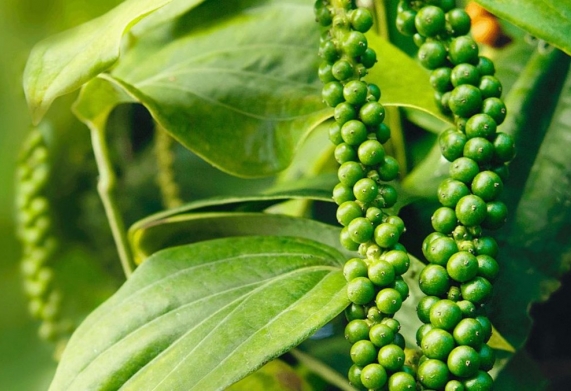 Giá tiêu hôm nay 11/12: Bất ngờ giảm mạnh 1.000 - 1.500 đồng/kg