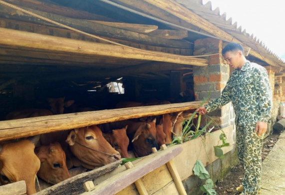 Bắc Kạn thành lập 21 tổ hợp tác chăn nuôi và phát triển mô hình nuôi cá nước lạnh