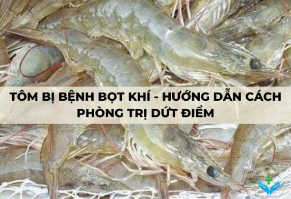 Tôm bị bệnh bọt khí - Hướng dẫn cách phòng trị dứt điểm