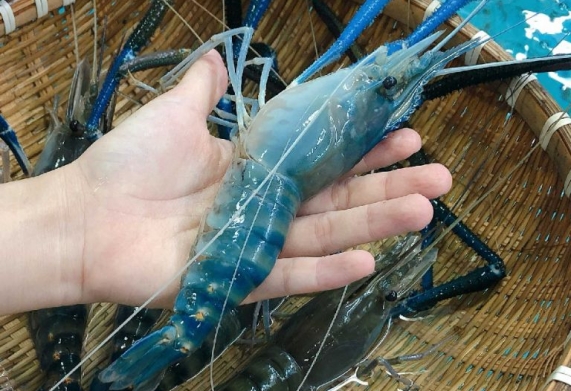 Giống tôm càng xanh nước ngọt