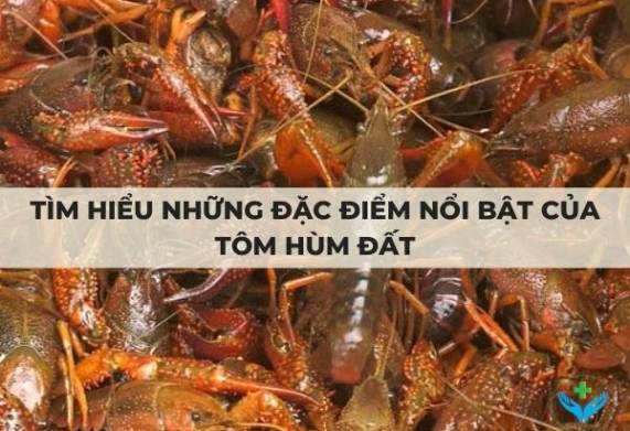 Tìm hiểu những đặc điểm nổi bật của tôm hùm đất