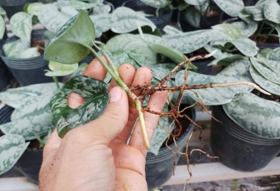 Tổng hợp bệnh trên cây trầu bà và cách khắc phục (P2)