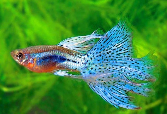 Top cá cảnh đẹp dễ nuôi, giá rẻ, được nhiều người ưa chuộng