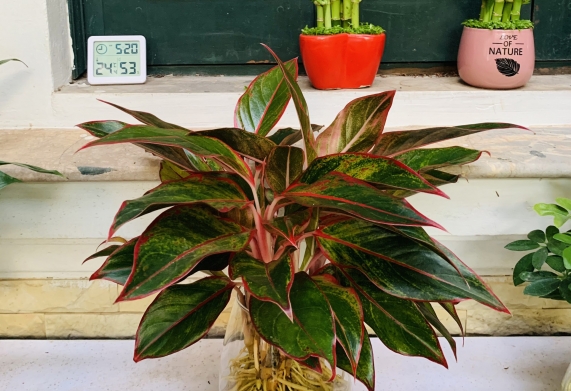 Khám phá top cây cảnh trong nhà lọc không khí tốt 