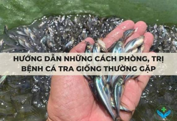 Hướng dẫn những cách phòng, trị bệnh cá tra giống thường gặp