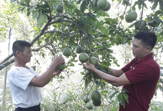 Mạnh dạn chuyển đổi canh tác nông nghiệp - Nông dân Trịnh Công Lý trở thành ấm gương hội viên làm kinh tế giỏi