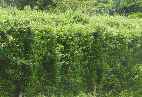 Kỹ thuật trồng dây thìa canh làm dược liệu mang lại hiệu quả kinh tế