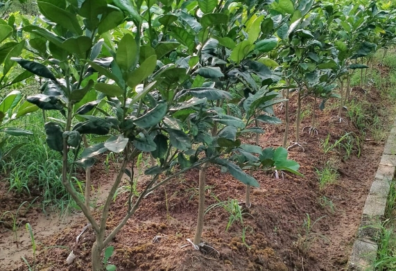 Chăm sóc vườn trồng bưởi da xanh trong giai đoạn kiến thiết cơ bản thích ứng với biến đổi khí hậu