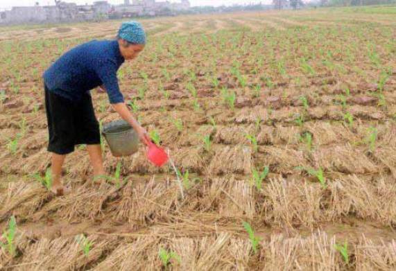Kỹ thuật trồng ngô vụ đông xuân cho năng suất cao