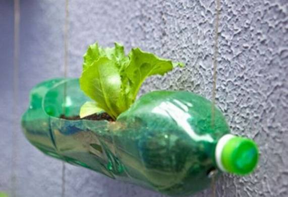 Hướng dẫn cách trồng rau sạch tại nhà bằng chai nhựa