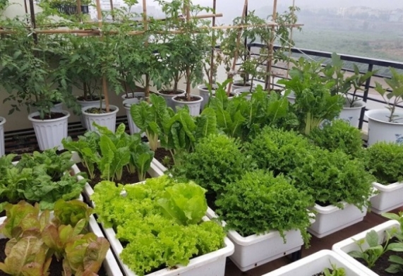 Cách xây dựng mô hình trồng rau sạch trên sân thượng đơn giản, hiệu quả
