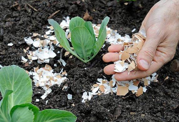 Hướng dẫn cách bón phân cho mô hình trồng rau xanh tại nhà