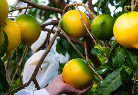 Kỹ thuật trồng vú sữa hoàng kim đem lại lợi nhuận kinh tế cao