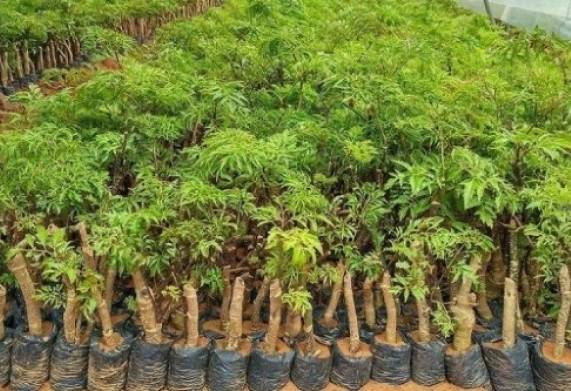 Cách trồng cây đinh lăng đúng kỹ thuật cho năng suất cao 